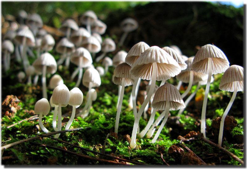 fruiting-fungi-I.jpg