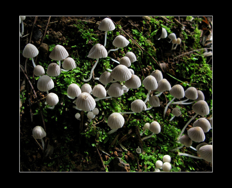 fruiting-fungi-III.jpg