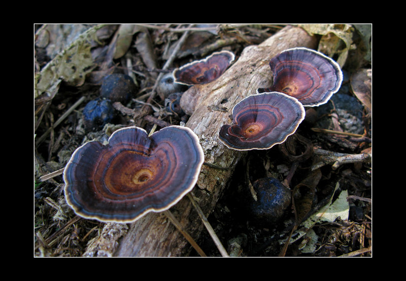 fungi.jpg