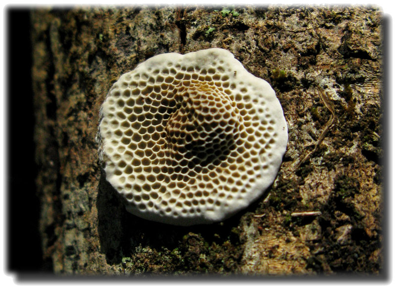 honeycomb-fungus.jpg