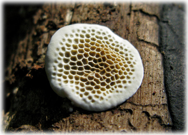 honeycomb-fungus-II.jpg