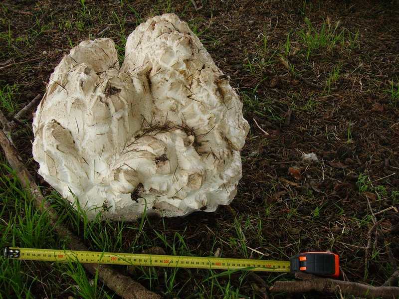Fungi_0039E.jpg