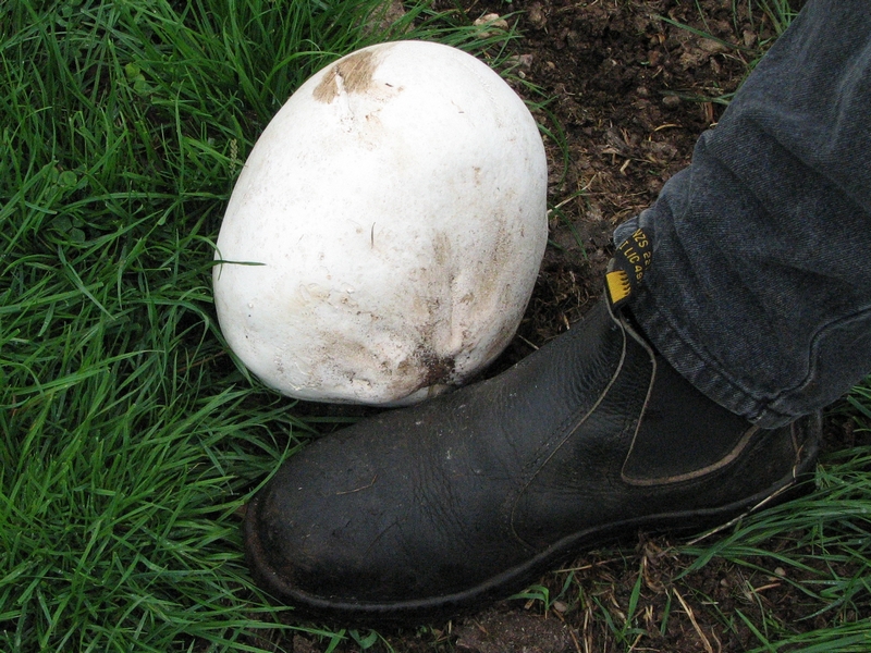 Fungi_4514.jpg