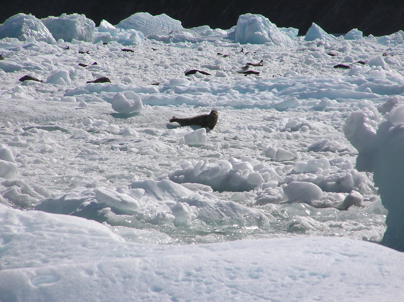 Seals@South Sawyer2.jpg