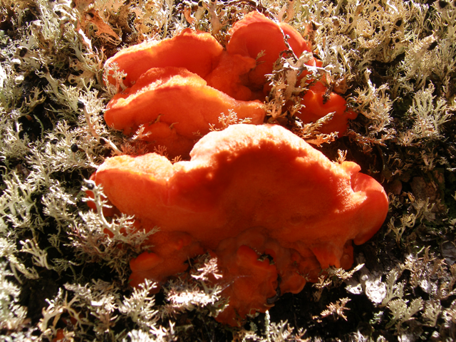 14PineValleyFungus.png