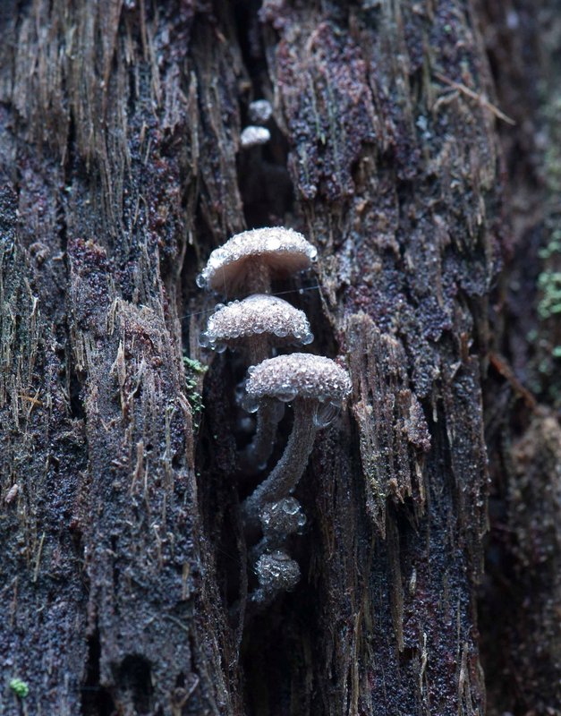 damp fungi_c.jpg