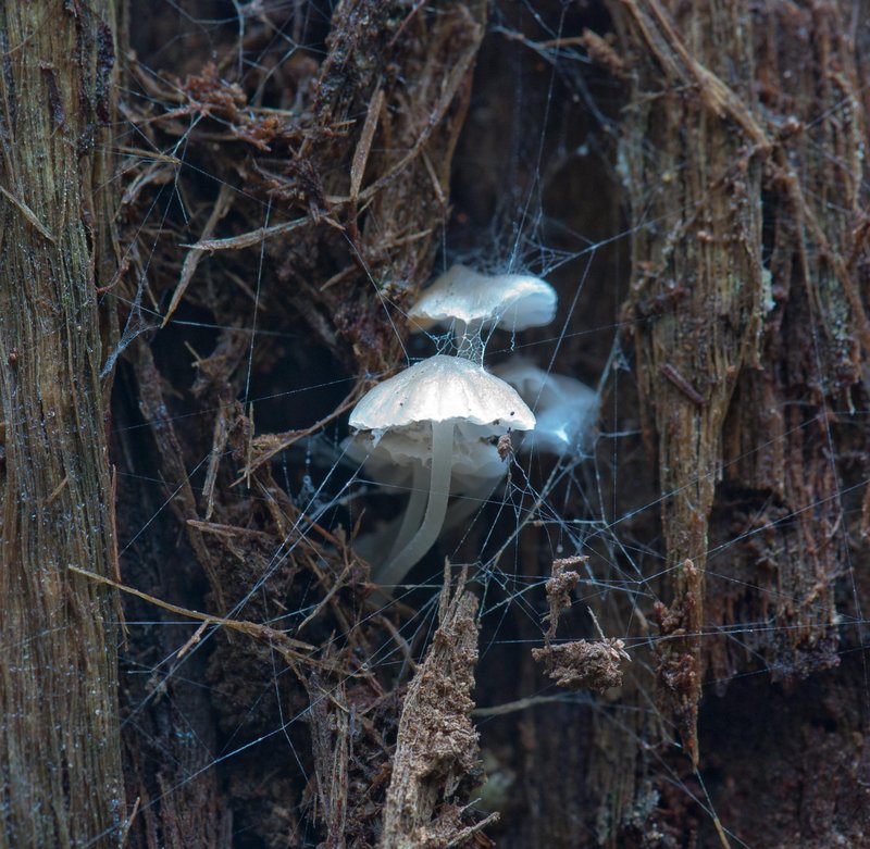 Webbed fungi - silver.jpg