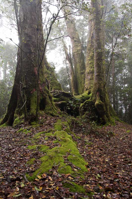 Antarctic-Beech-2.jpg
