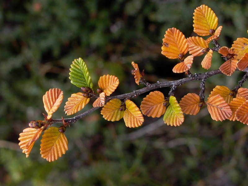 Fagus small.jpg