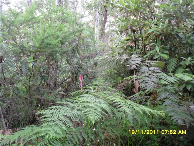 Overgrown track with pink ribbons.JPG