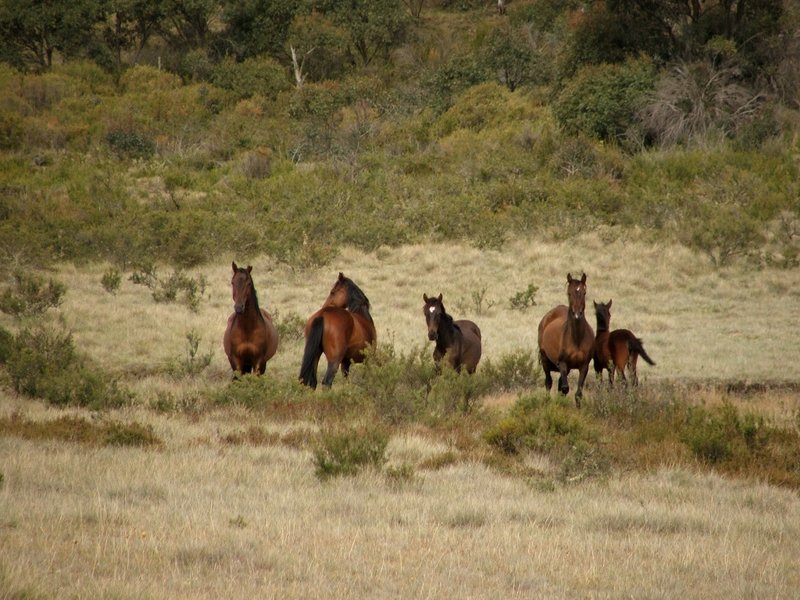 Unhappy brumbies.jpg