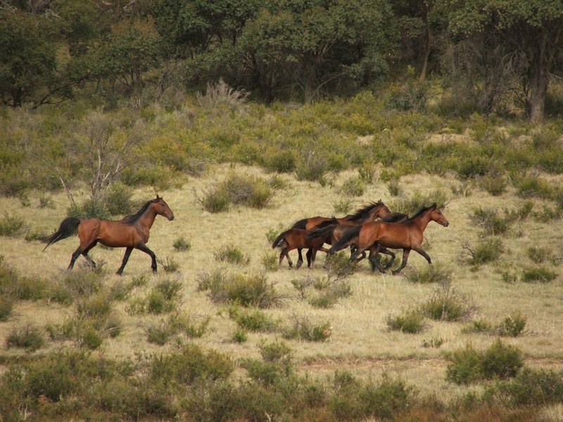 Brumbies in flight.jpg