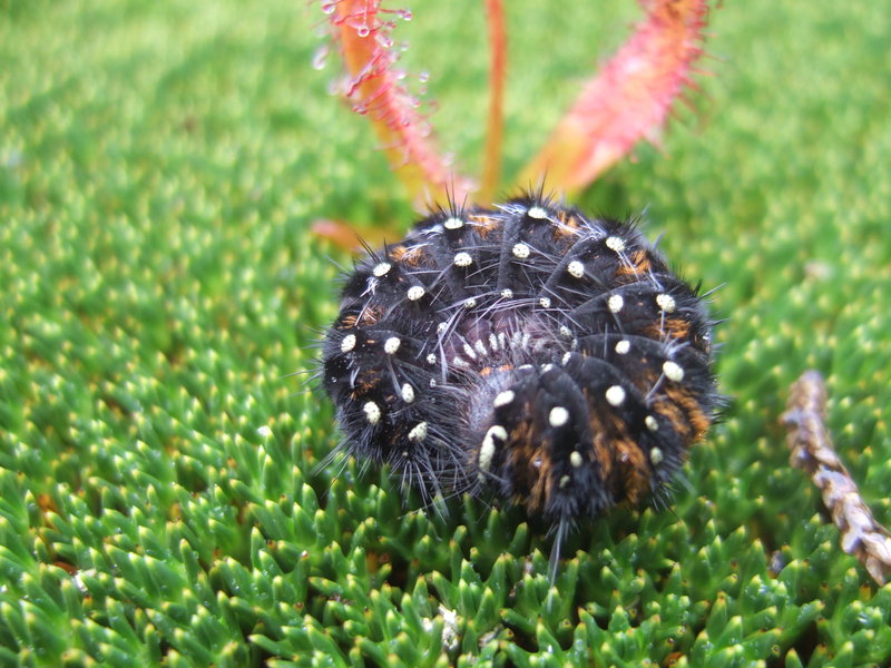 DSCF9385.JPG