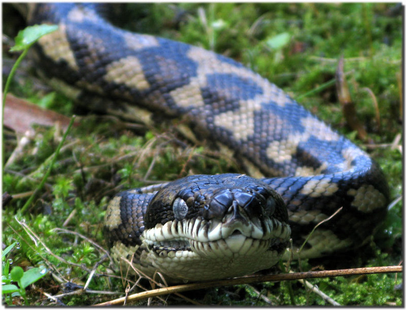 Carpet-Python.jpg