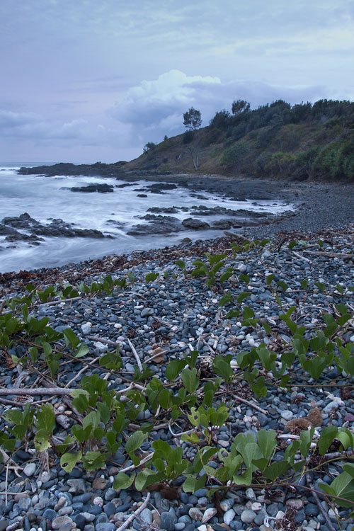 coastal-morning-glory.jpg