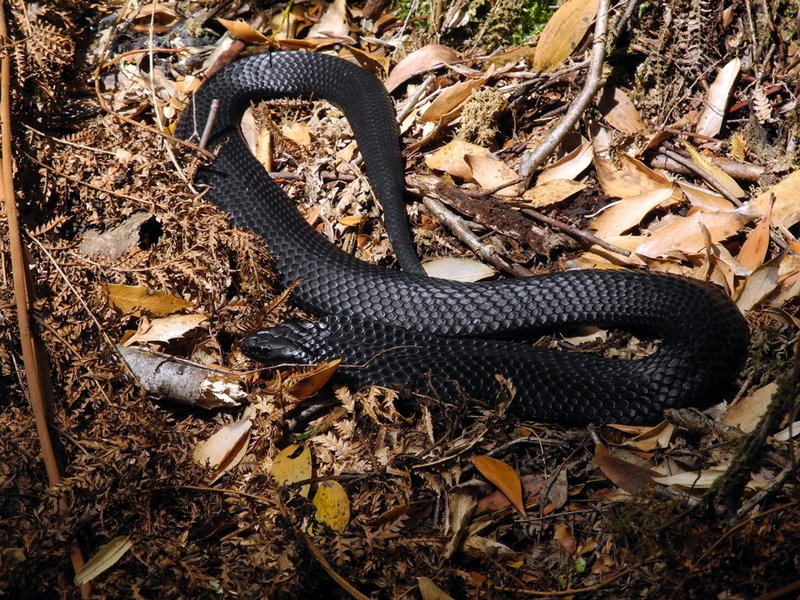 Tiger Snake.jpg