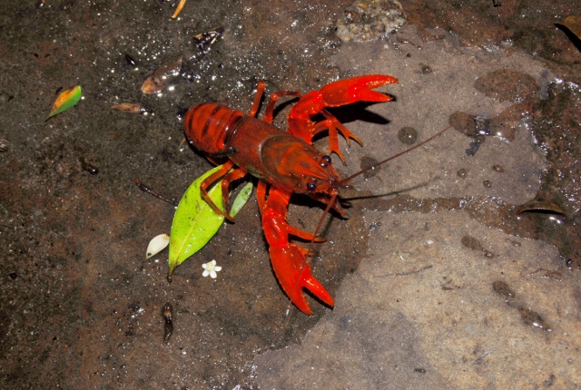 Euastacus australasiensis - Smooth Sydney crayfish (1).jpg