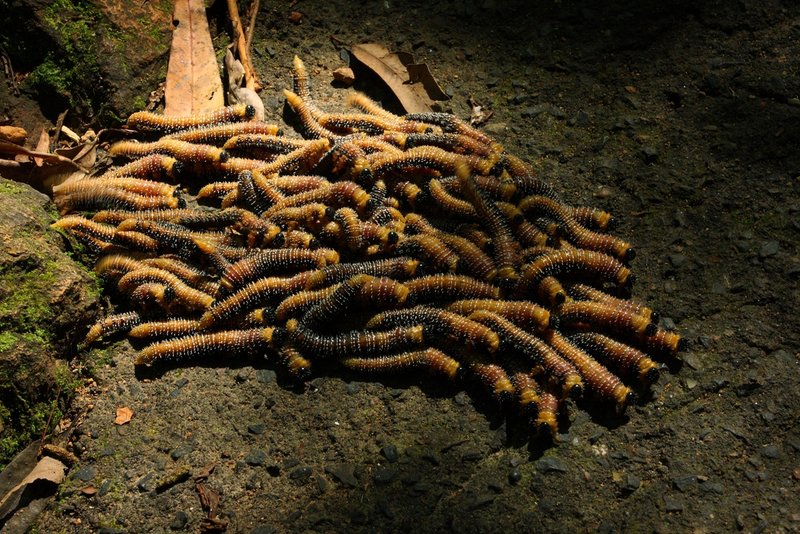 001 Sawfly Larvae.JPG