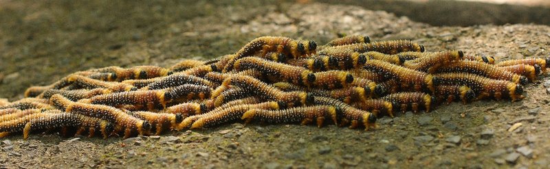 003 Sawfly Larvae.JPG