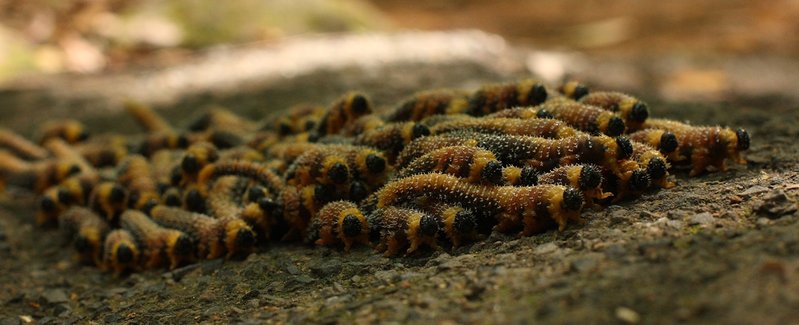 005 Sawfly Larvae.JPG