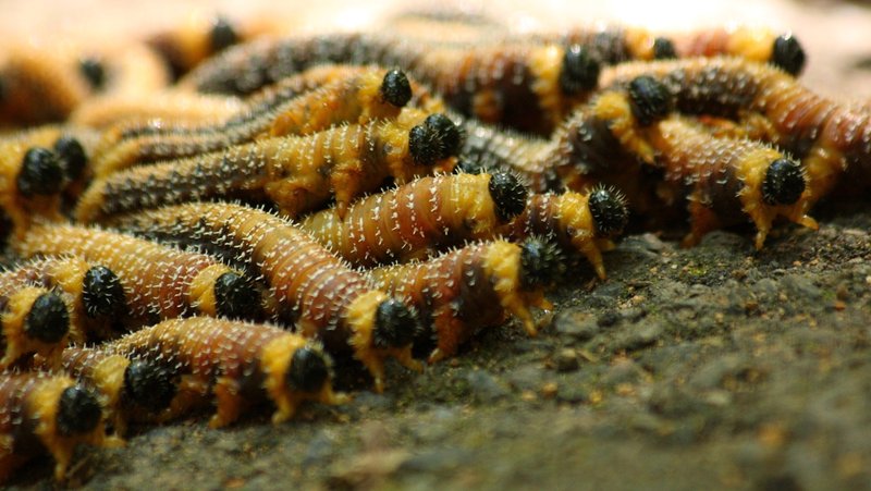 006 Sawfly Larvae.JPG