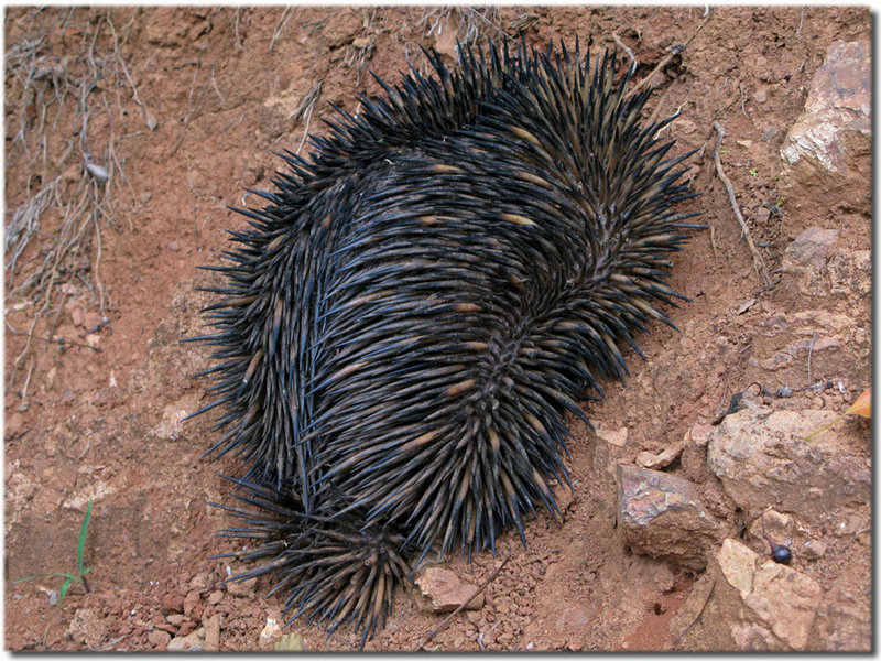 Big-Echidna.jpg