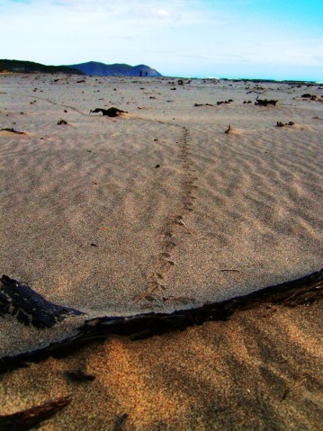 beachtrackdusk.JPG