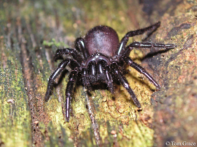 Funnel-Web.jpg