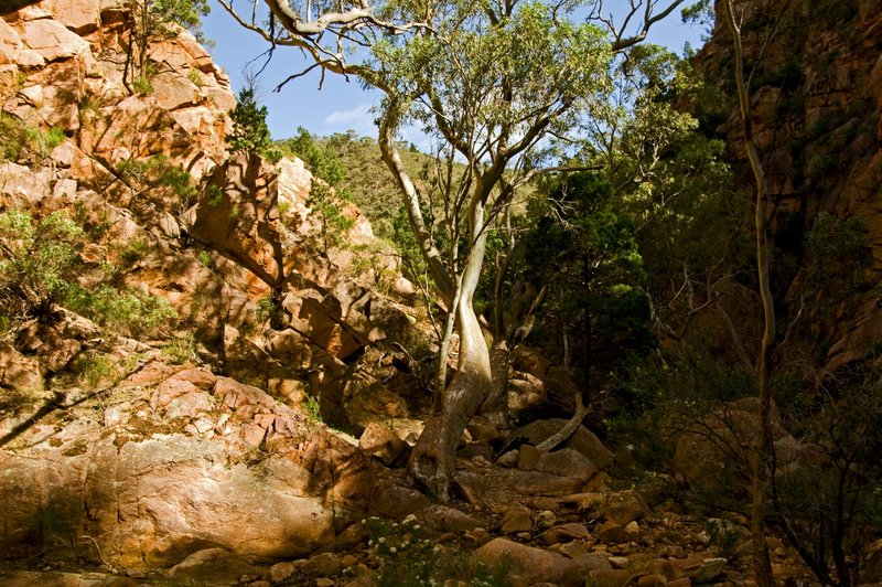 9316TelowieS.jpg