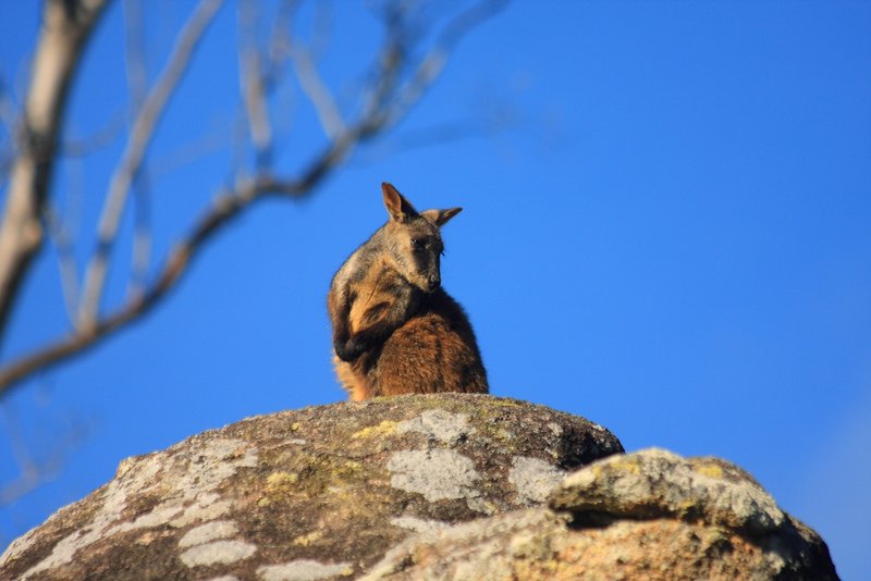 007 Brush tail rock wallaby.JPG