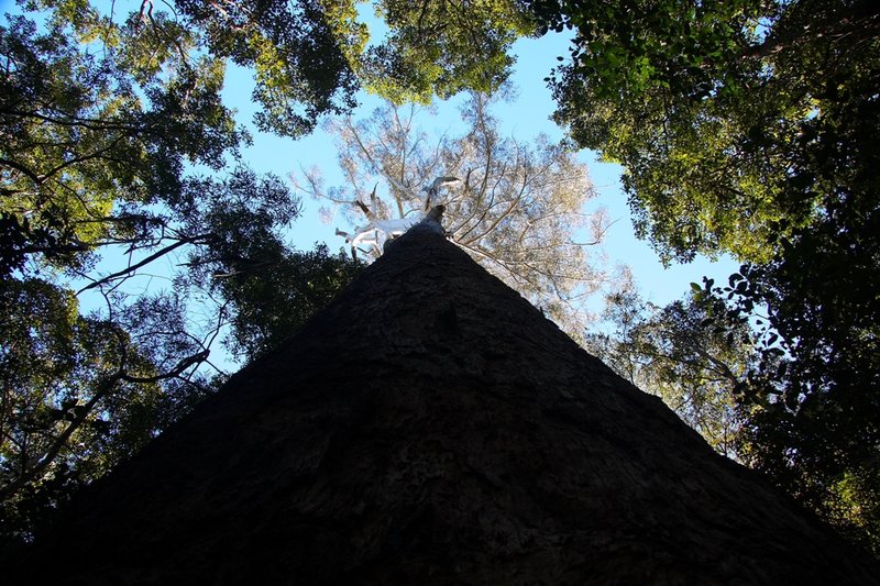 007 Blackbutt.JPG