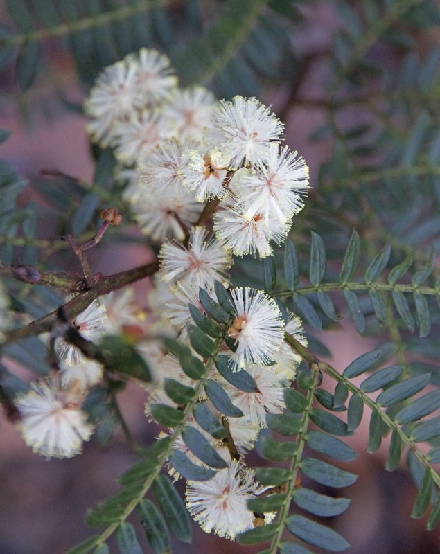 Sunshine Wattle-close.jpg