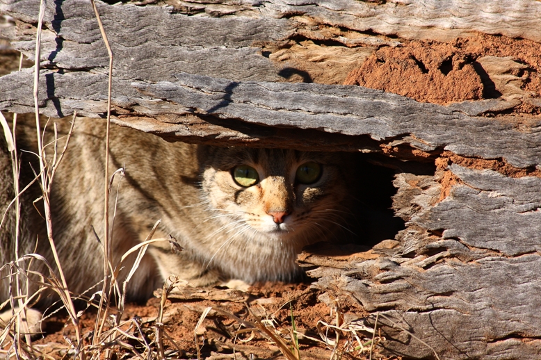 003 Feral cat.JPG