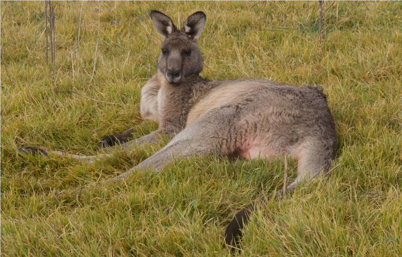 Forester Kangaroo2.jpg