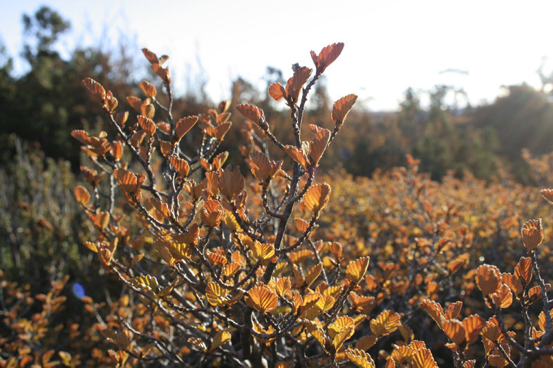 Fagus bush 2 800.jpg