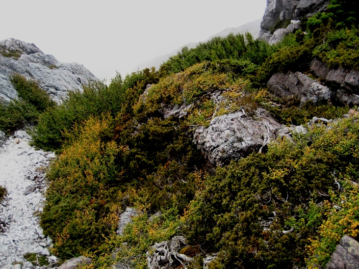 fagus_murchison.JPG