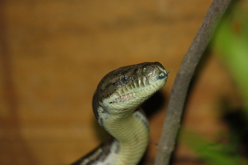 393 Carpet python.JPG