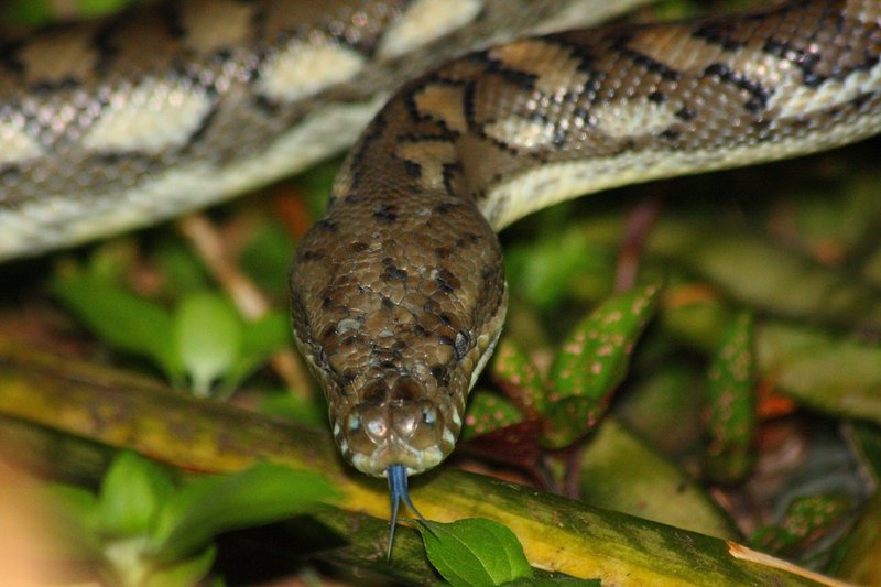 398 Carpet python.JPG