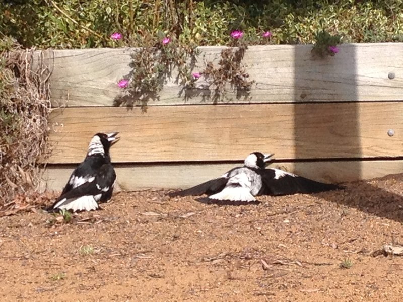 weird magpies.JPG