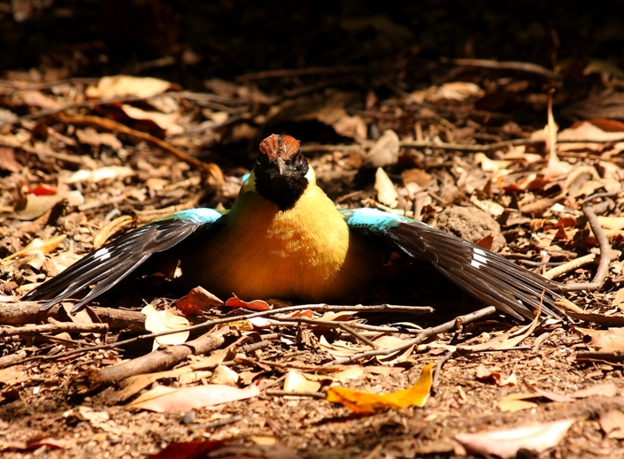 152 Noisy pitta at Mulligan Falls camp.JPG