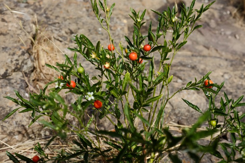 DSCF2180.jpg