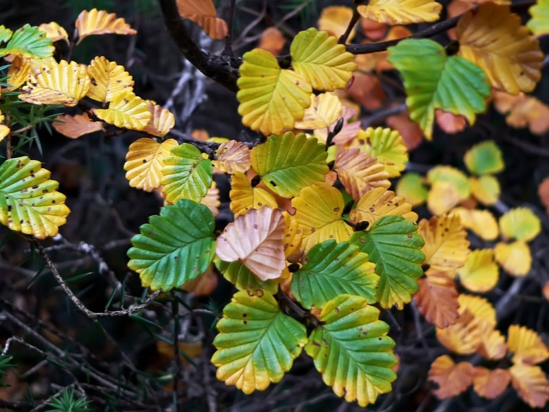 fagus leaves.jpg