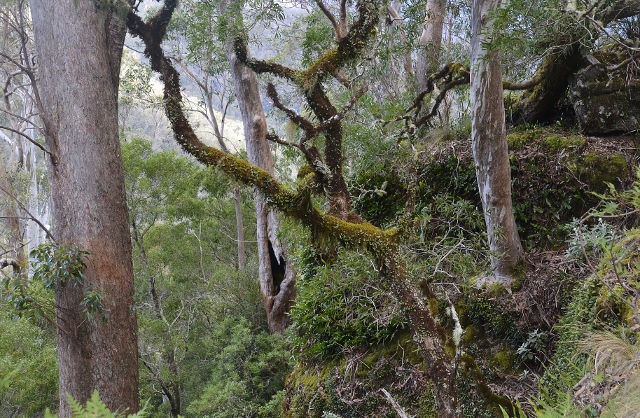 Beech lookout (43) (640x418).jpg