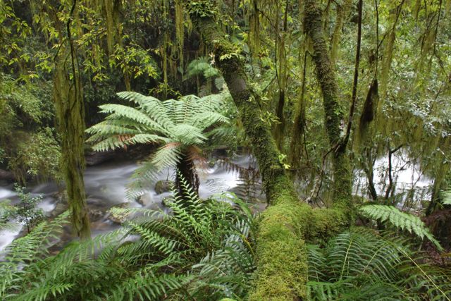 five day creek cascades walk.jpg