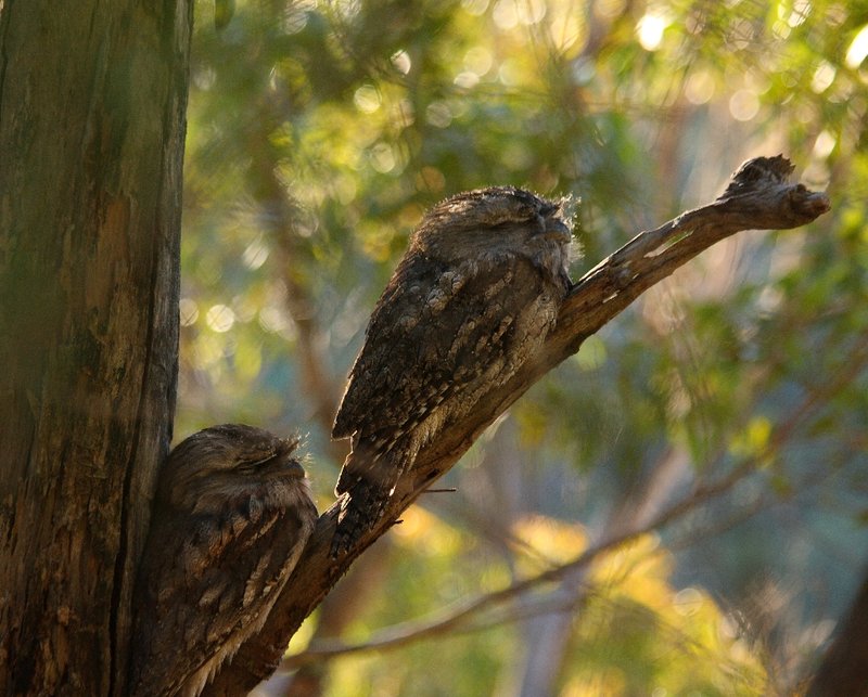 564 Frogmouth.JPG