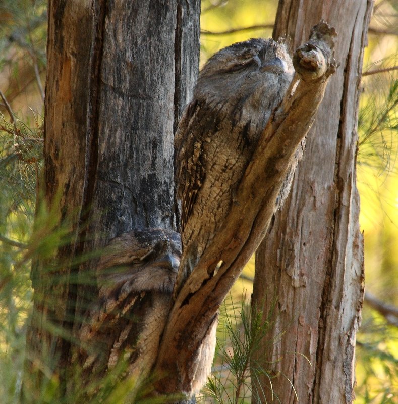 567 Frogmouth.JPG