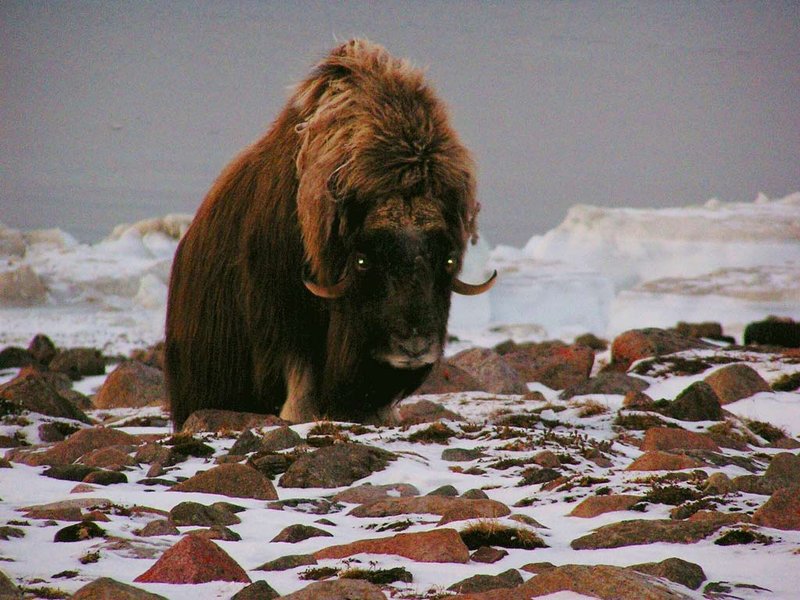 MUSK-OX.jpg