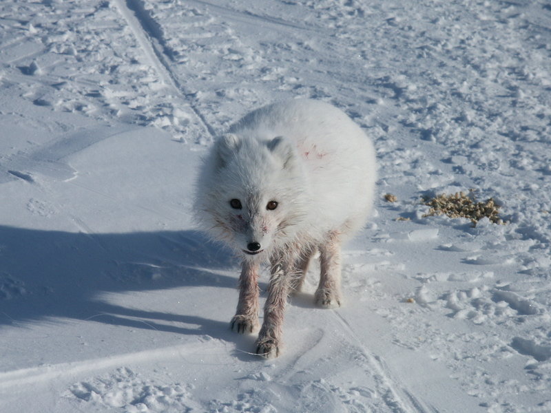 pesky Arctic Fox (4).JPG