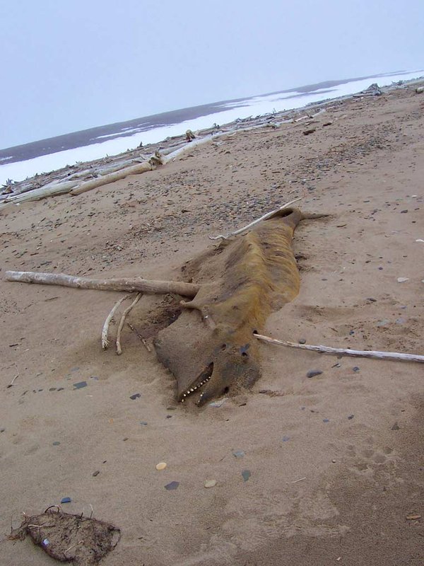 dead-beluga-whale.jpg