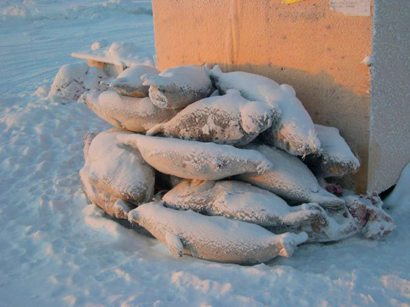 ready-for-winter-feasts-(-ringed-seals).jpg